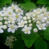 Спирея :: Елена Семигина Спирея :: Елена Семигина