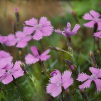 *** :: Надежда Куркина 