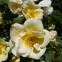 Легкая нежность, изыск аромата,... :: Галина 