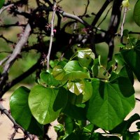 *** :: Павленко Михаил 