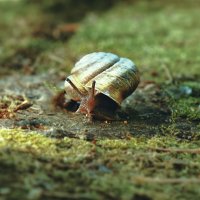 Улитка У спешит по делам :: Эдуард Куклин