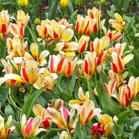 Полосатики :: Светлана Полосатики :: Светлана