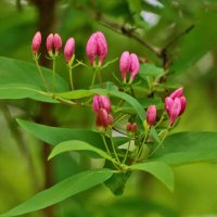 Жимолость татарская :: Светлана 