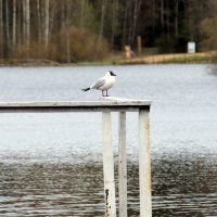 Чайка :: Елена Минина