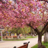 Сакура цвіте :: Степан Карачко