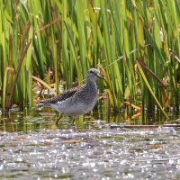 Кулик фифи :: Александр 