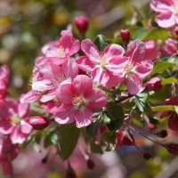 Яблоня :: Наталия Григорьева Яблоня :: Наталия Григорьева