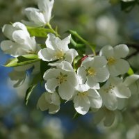 Цветение :: Наталия Григорьева