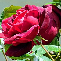 Роза. :: Валерьян 