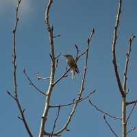 Willow Warbler | 2 :: Sergey Sonvar