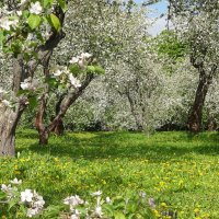 Яблоневый сад :: Лидия Бусурина