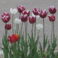 Стоят навытяжку :: Дмитрий Никитин