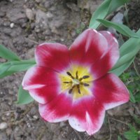 Тюльпанчик :: Дмитрий Никитин