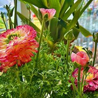 ЦВЕТЫ   В   ГОРШКАХ :: Анатолий Малобродский