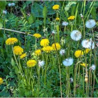 Май... :: Aquarius - Сергей