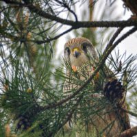 Пустельга :: Андрей Шейко