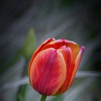 Тюльпан :: Андрей Шейко