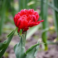 Тюльпан :: Андрей Шейко