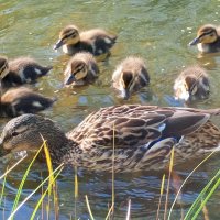 Утята :: Сапсан 