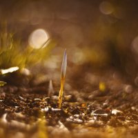 Первые октябрьские крокусы. :: Анатолий Щербак Первые октябрьские крокусы. :: Анатолий Щербак