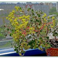 Цветок – Аихризон или "Дерево Любви". :: Ольга Довженко