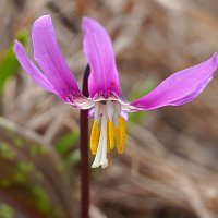 Кандыки цветут :: Галина Кан Кандыки цветут :: Галина Кан