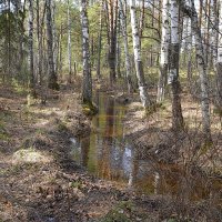 В весеннем лесу :: Галина Кан В весеннем лесу :: Галина Кан