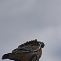 Фанфарон :: Giant Tao /