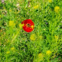 Лужайка с маком :: Анатолий Чикчирный