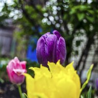 Тюльпаны :: Андрей Щетинин