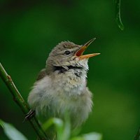 Камышовка :: Лина 