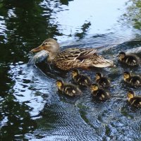 Утиный выводок :: Рита Симонова