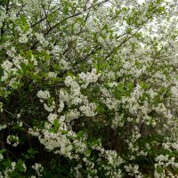 Вишня :: Светлана Мишенёва