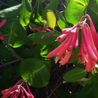 май :: Елена Шаламова