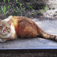 Пришёл в гости :: Людмила Смородинская