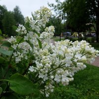 Ну, куда же без сирени...она сейчас повсюду! :: Люба 