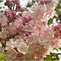 Сирень. :: Валерия Комова Сирень. :: Валерия Комова