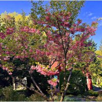 Цветущий май. :: Валерия Комова Цветущий май. :: Валерия Комова