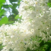 Белая сирень :: Елена Семигина