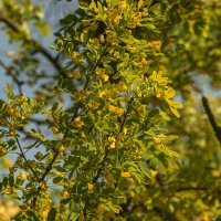 Жёлтая акация, зацвела. :: Петр Беляков