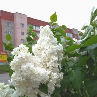 Май. :: Венера Чуйкова