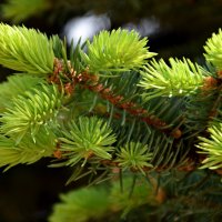 *** :: Павленко Михаил 