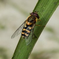 Весенний макроэтюд :: Александр Ковальчук Весенний макроэтюд :: Александр Ковальчук