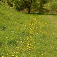 Дорожка из одуванчиков :: Oleg4618 Шутченко Дорожка из одуванчиков :: Oleg4618 Шутченко