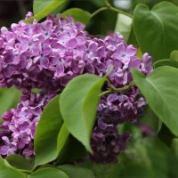 Сирень :: ZNatasha -