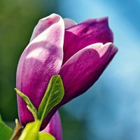 А вот магнолия весной :: Alexandеr P