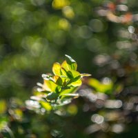 ___ :: Yuriy V ___ :: Yuriy V