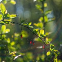 ___ :: Yuriy V ___ :: Yuriy V