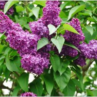 СИРЕНЬ... :: Elvira E. 