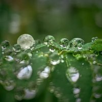 мир вокруг нас :: Sergey Gorelov